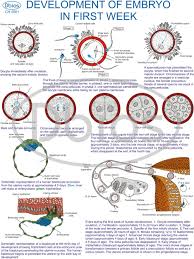 embryology charts for classes not masses