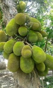 Pin On Fruits Frutas