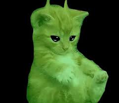 alien cat meme compilation for ur enjoyment 👽 ✨