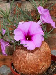Image result for Ipomoea welwitschii