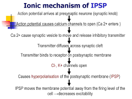 Lloyd, john eccles and rodolfo llinás in the 1950s and 1960s. Section 2 Interaction Between Neurons Ppt Download