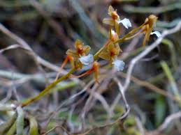 Image result for Microcoelia corallina