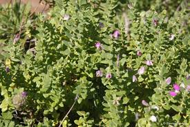 Image result for Polygala filicaulis
