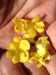 Mullein Flowers Make An Olive Oil Sun Infusion For Two Weeks Strain With Cheesecloth Or Coffee Filter Use Drop Ear Wax Candle Ear Wax Buildup Dry Skin Remedies