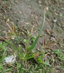 Image result for Cyperus sp. (ex Mariscus sp.no.2)