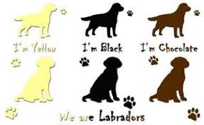 Labrador Coat Color Chart Kacazuso99 Over Blog Com