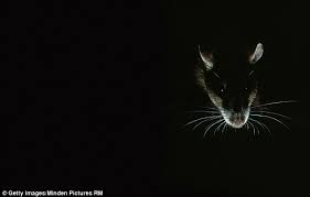 To prevent rats under the floor, we must take into account rat pest control in the early stages of any building when you are concerned about rat activity taking place below any raised floor, consider. Our Nightmare Battle With A Plague Of Rats Daily Mail Online