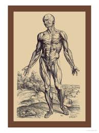 The First Plate Of The Muscles Art Print Andreas Vesalius Art Com In 2020 Human Figure Drawing Andreas Vesalius Figure Drawing