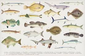 Download Premium Illustration Of Colorful Southern Pacific Fishes Found In Pacific Fish Illustration Creative Illustration