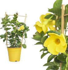 Image result for dipladenie žlutá obrázek