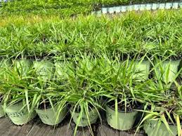 Image result for Eragrostis dinteri