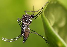 Wsu Study Shows Insulin Can Increase Mosquitoes Immunity To West Nile Virus Wsu Insider Washington State University