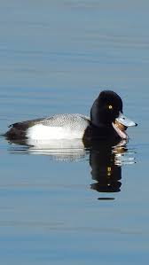 Identification Water Birds Of Colorado Lesser Scaup Duck Species Aquatic Birds Bird Life List
