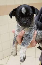 Chug Dog For Adoption In Lake Worth Fl Adn 821646 On Puppyfinder Com Gender Male Age Baby Chug Dog Chug Puppies Dog Adoption