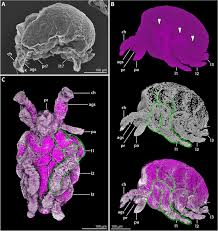 Image result for Empogona sp. A