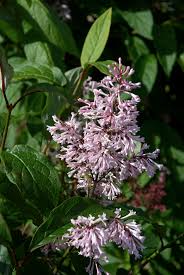 Image result for Syringa prestoniae