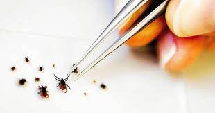 Les maladies de lyme américaine et européenne se ressemblent sans pour autant être identique. Le Telegramme Bretagne Sante Attention Aux Tiques Les Choses A Savoir