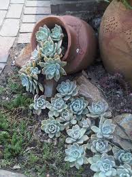 Pflegeleicht und in vielen fällen anspruchslos bieten sie sich für die unterschiedlichsten gestaltungsmöglichkeiten in der eigenen wohnung. Sukkulenten Fur Draussen Winterhart Und Exotisch