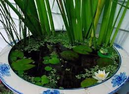 Plantes De Bassin Roseaux Bassin De Jardin Plante Bassin Plantes Aquatiques