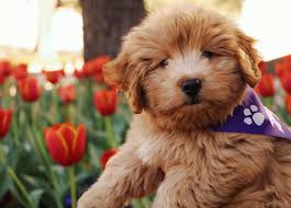 If you are unable to find your puppy in our puppy for sale or dog for sale sections, please consider looking thru thousands of dogs for adoption. Texas Mini Doodles Home Facebook