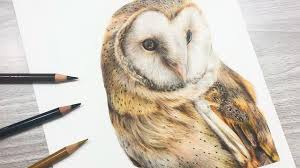 Printable Coloring How To Draw Barn Owl With Colored Pencil Youtube Drawing Color Astonishing Picture Ideas Page Slavyanka Free for commercial use no attribution required high quality images. printable coloring how to draw barn owl