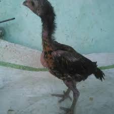 Maybe you would like to learn more about one of these? Jual Anakan Ayam Trah Import Thailand Pama Ninja Bl Kota Semarang Ayam Aduan Import Tokopedia