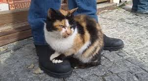 Gorulmemis Kedi Davasi Son Dakika Haberleri