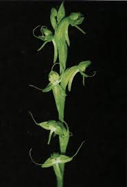 Image result for Habenaria disparilis