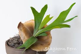 Mound the planting medium into a round ball that measures at least four to. Staghorn Fern House Plants Platycerium Bifurcatum