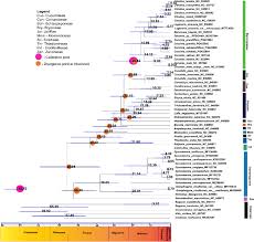 Image result for Coccinia subsessiliflora