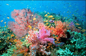 Coral Reef Coral Reef Under The Sea Oceans Of The World