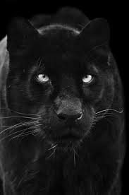 Pictures Of Just Cats The Original Siyah Jaguar Buyuk Kediler Siyah Panter