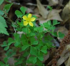 Image result for Oxalis corniculata