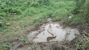 Ada satu keadaan di mana seseorang penasaran menganai makna mimpi yang mereka alami, dengan berbagai kejadian. Arti Mimpi Bertemu Buaya Tak Selamanya Buruk Bisa Jadi Peroleh Keberuntungan Halaman All Tribun Batam