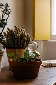 The Garden Nieuwe Items Zara Home Holland Zara Home Garden Zara