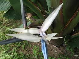 Image result for Strelitzia caudata