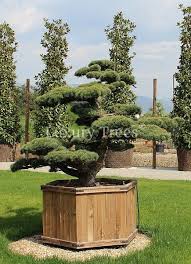 Pinus Parviflora Glauca Luxurytrees Deutschland Gartenbonsai Japanischer Garten Garten Landschaftsbau