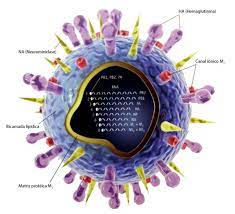 The disease caused by those viruses is also called influenza, and it afflicts roughly 60 million americans annually, particularly in the winter months (hence what is influenza, and what is h3n2? Lustracao Da Estrutura Do Virus Da Influenza A Download Scientific Diagram