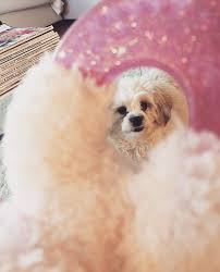 Pin By Henna Riikka On Dora Animals Dogs Fur Slides