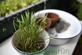 Nicht jeder hat platz für einen gartenteich. Einen Miniteich Fur Den Balkon Anlegen Kistengrun