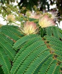 Image result for Albizia schimperiana