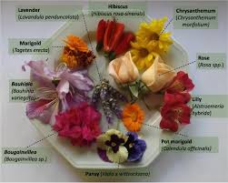 100% product of japan this is an airflown item and will be flown in every tuesda Edible Flowers Bioactive Profile And Its Potential To Be Used In Food Development Sciencedirect