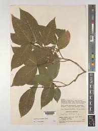 Image result for Lasiodiscus pervillei