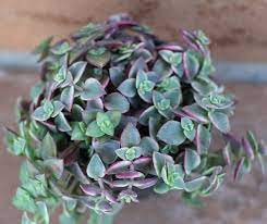 During the winter, i need a good soak once a month. 72 Succulents For Id Ideas Succulents Plants Planting Succulents