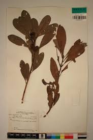 Image result for Uapaca nitida
