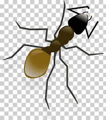 Ant Clipart Png Images Klipartz The best selection of royalty free ant cliparts vector art, graphics and stock illustrations. ant clipart png images klipartz