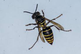 Vespa multimaculata · iNaturalist