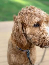 We did not find results for: Central Virginia Irish Doodles Home Facebook