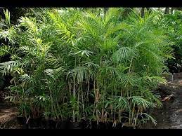 Bamboo palm — bambliuotoji palmikė statusas t sritis vardynas apibrėžtis arekinių šeimos dekoratyvinis augalas (chamaedorea seifrizii), paplitęs centrinėje amerikoje. Bamboo Palm Bamboo Palm Pictures Youtube