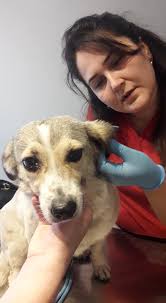 Many thanks to HAYAT vet